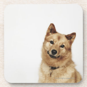 Portrait of a Finnish Spitz dog smiling Coaster