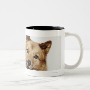 Portrait of a Finnish Spitz dog smiling Two-Tone Coffee Mug