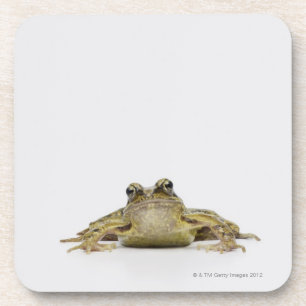 Portrait of a frog in a white studio coaster