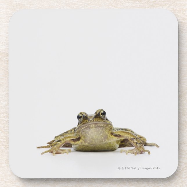 Portrait of a frog in a white studio coaster (Front)