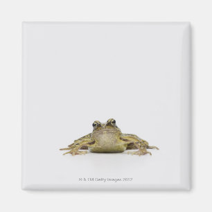 Portrait of a frog in a white studio magnet