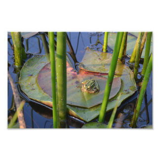 PORTRAIT OF A FROG PHOTO PRINT
