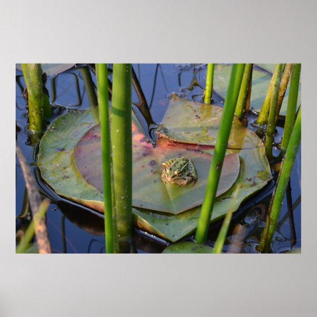 PORTRAIT OF A FROG POSTER (Front)