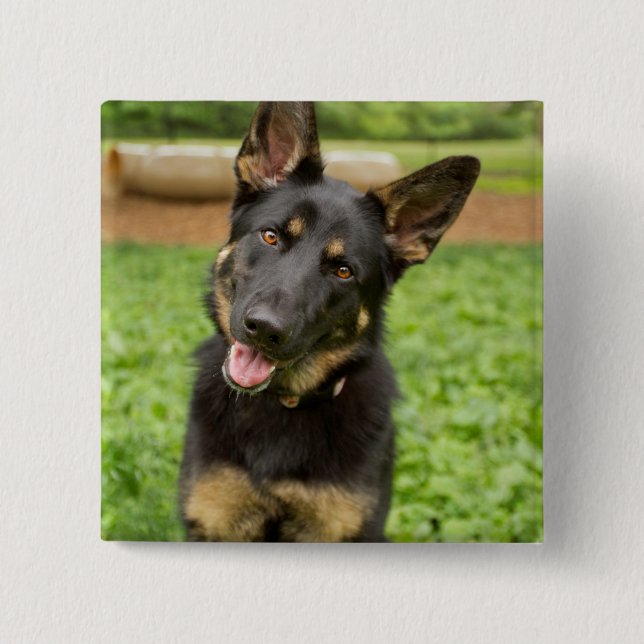 Portrait of a German Shepherd 15 Cm Square Badge (Front)