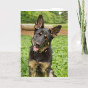 Portrait of a German Shepherd Card