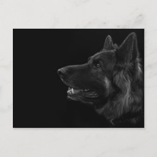 Portrait of a german shepherd dog postcard