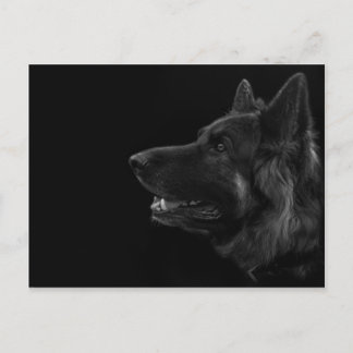 Portrait of a german shepherd dog postcard
