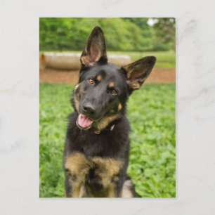 Portrait of a German Shepherd Postcard