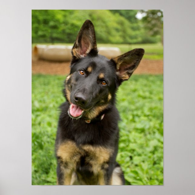 Portrait of a German Shepherd Poster (Front)
