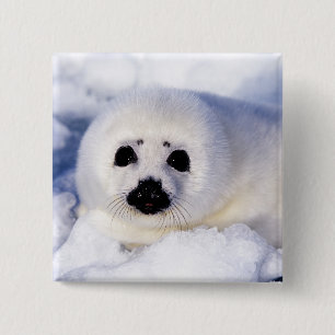 Portrait of a Harp Seal Pup 15 Cm Square Badge