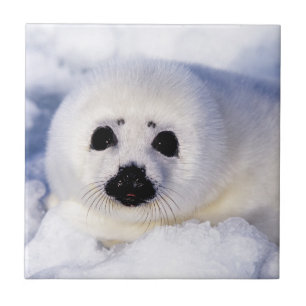 Portrait of a Harp Seal Pup Ceramic Tile