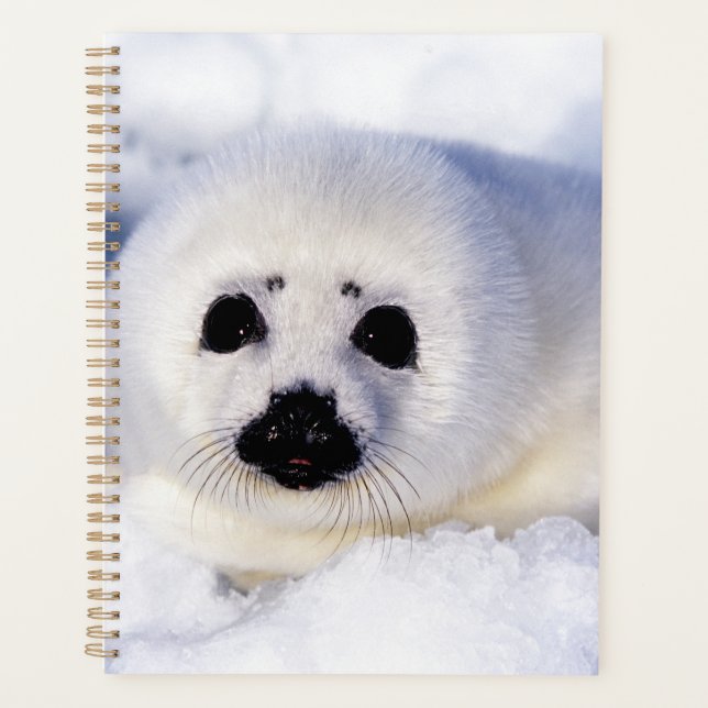 Portrait of a Harp Seal Pup Planner (Front)