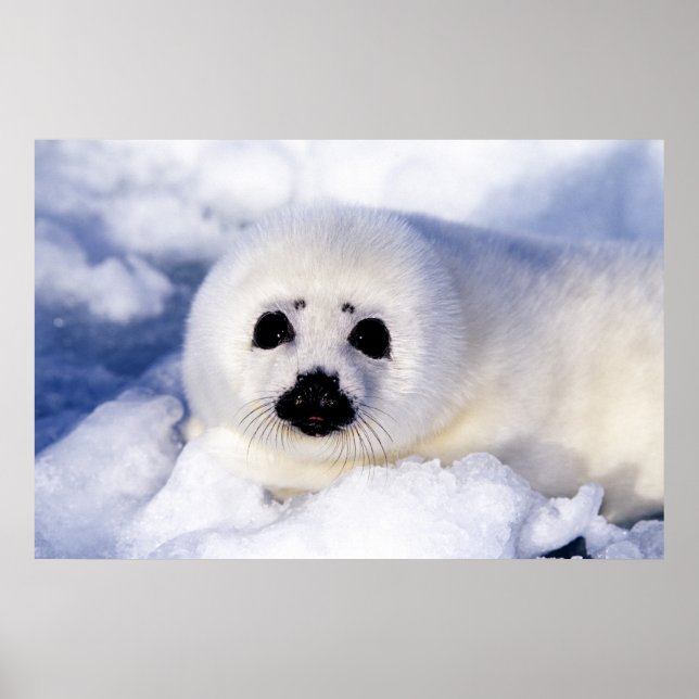 Portrait of a Harp Seal Pup Poster (Front)