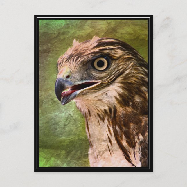 Portrait of a Hawk Postcard (Front)
