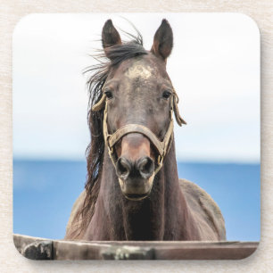Portrait of a horse coaster