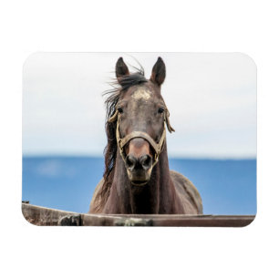 Portrait of a horse magnet