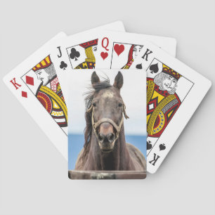 Portrait of a horse playing cards