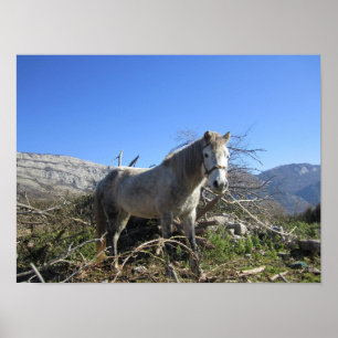 Portrait of a Horse Poster