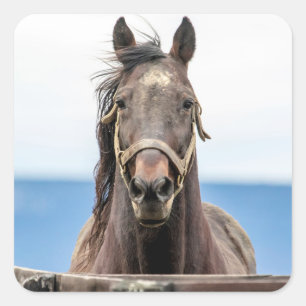 Portrait of a horse square sticker