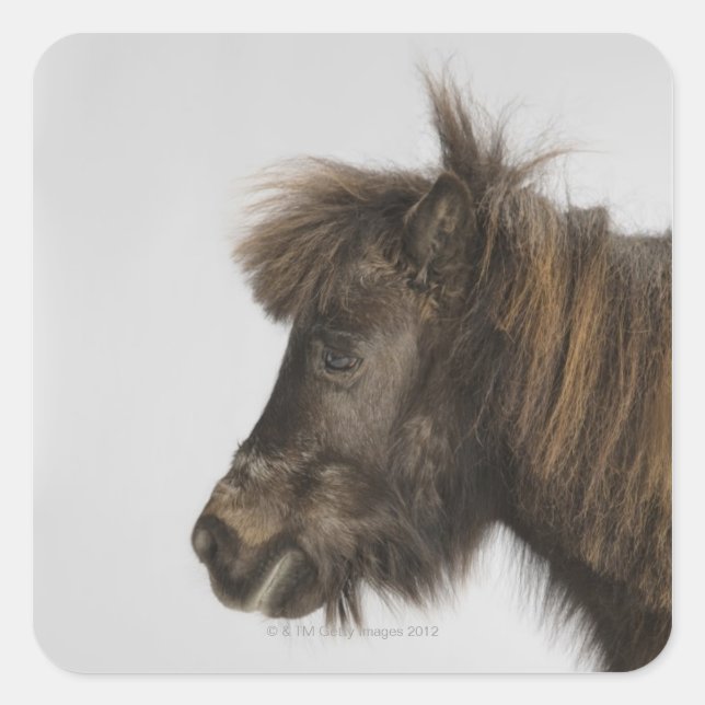 portrait of a horse square sticker (Front)