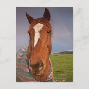 Portrait Of A Horse With A Rainbow In The Sky Postcard