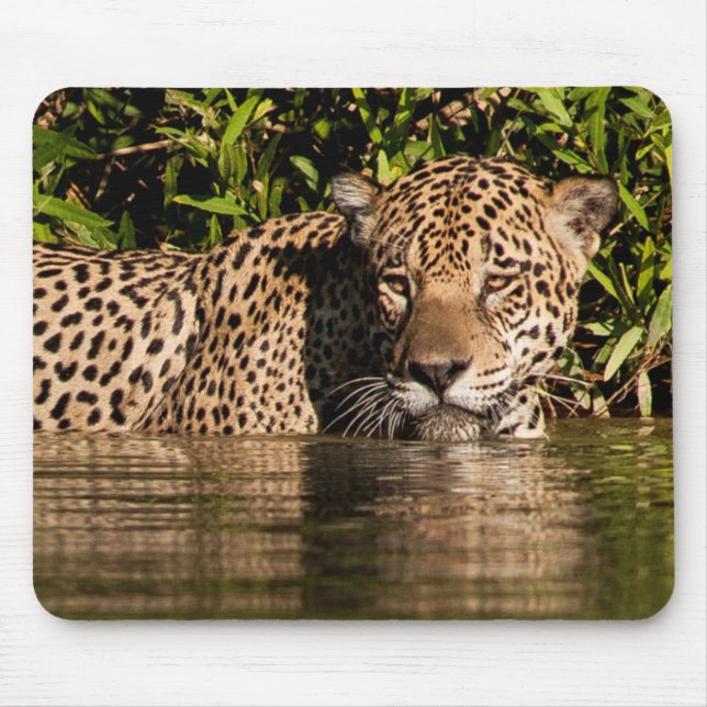 Portrait of a Jaguar Swimming Mouse Pad (Front)