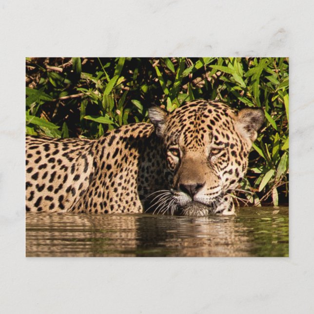 Portrait of a Jaguar Swimming Postcard (Front)