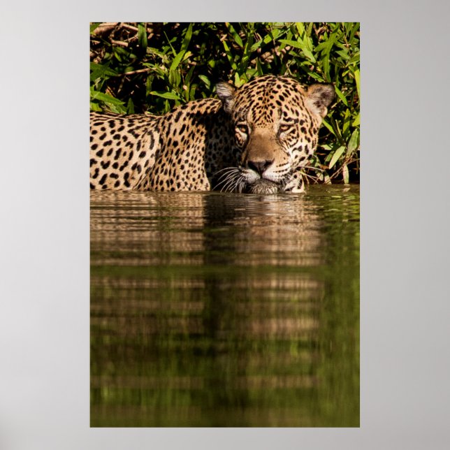 Portrait of a Jaguar Swimming Poster (Front)