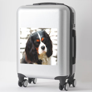 Portrait Of A King Charles Cavalier Spaniel