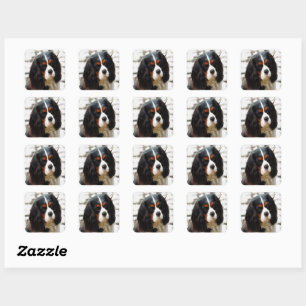 Portrait Of A King Charles Cavalier Spaniel Square Sticker