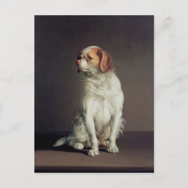 Portrait of a King Charles Spaniel Postcard (Front)