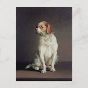 Portrait of a King Charles Spaniel Postcard
