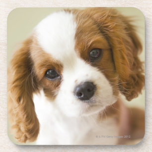 Portrait of a King Charles Spaniel puppy. Coaster