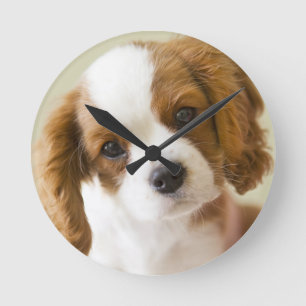 Portrait of a King Charles Spaniel puppy Round Clock