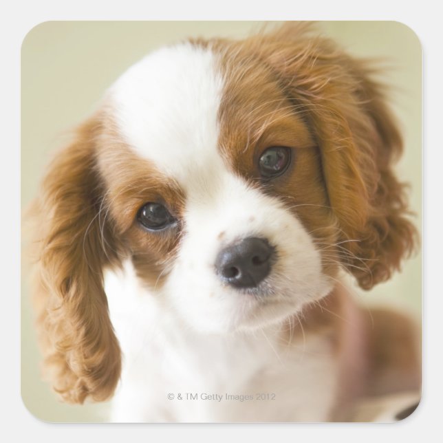 Portrait of a King Charles Spaniel puppy Square Sticker (Front)