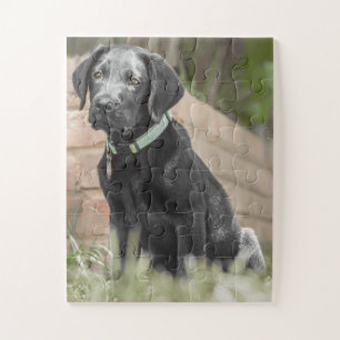 Portrait of a labrador puppy jigsaw puzzle