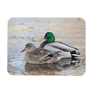 Portrait of a male and female mallard magnet