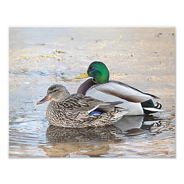 Portrait of a male and female mallard photo print (Front)