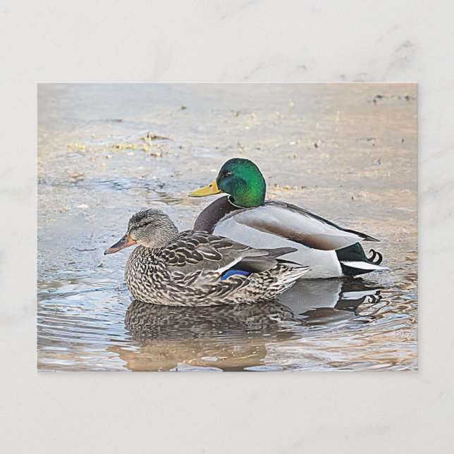 Portrait of a male and female mallard postcard (Front)