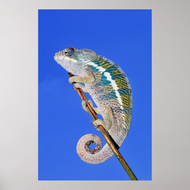 portrait of a male panther chameleon poster (Front)