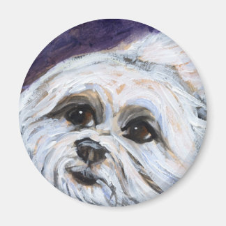 Portrait of a maltese magnet