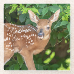 Portrait of a Newborn Fawn (white-tailed deer) Glass Coaster
