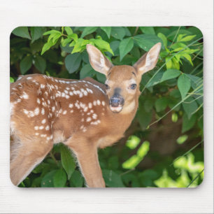 Portrait of a Newborn Fawn (white-tailed deer) Mouse Pad