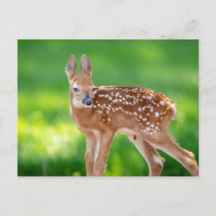 Portrait of a Newborn Fawn (white-tailed deer) Postcard