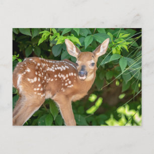 Portrait of a Newborn Fawn (white-tailed deer) Postcard