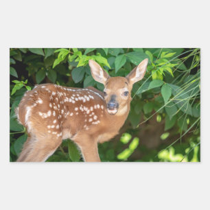 Portrait of a Newborn Fawn (white-tailed deer) Rectangular Sticker