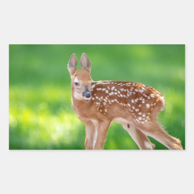 Portrait of a Newborn Fawn (white-tailed deer) Rectangular Sticker (Front)