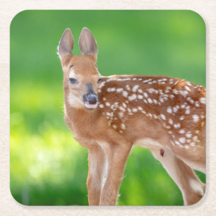 Portrait of a Newborn Fawn (white-tailed deer) Square Paper Coaster
