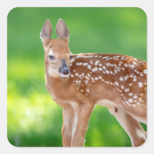 Portrait of a Newborn Fawn (white-tailed deer) Square Sticker
