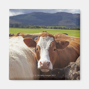 Portrait of a pair of cows in field in the magnet